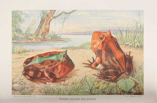 Брем А. Э. Жизнь животных. Т. 4-10. [Всего 7, остальные тома не вышли]. СПб., 1911-1915.